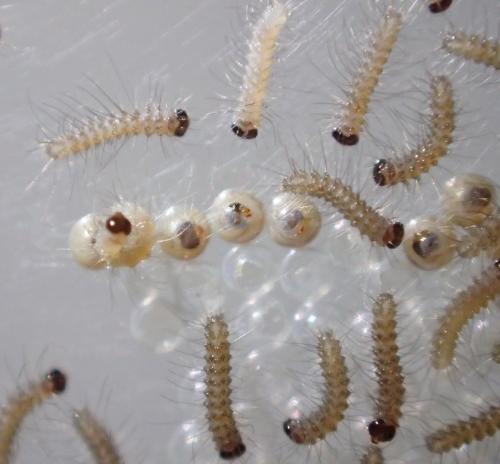 Spilosoma lubricipeda